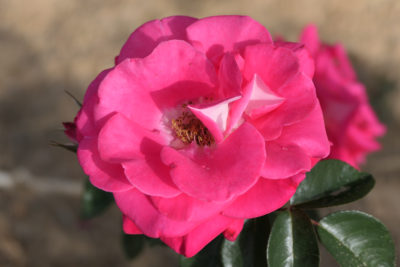 Roses roses